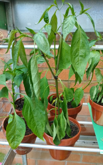 Garden Insects and Pests